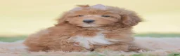 Mini Goldendoodle dogs for sale: Teddy bear - Ad 2