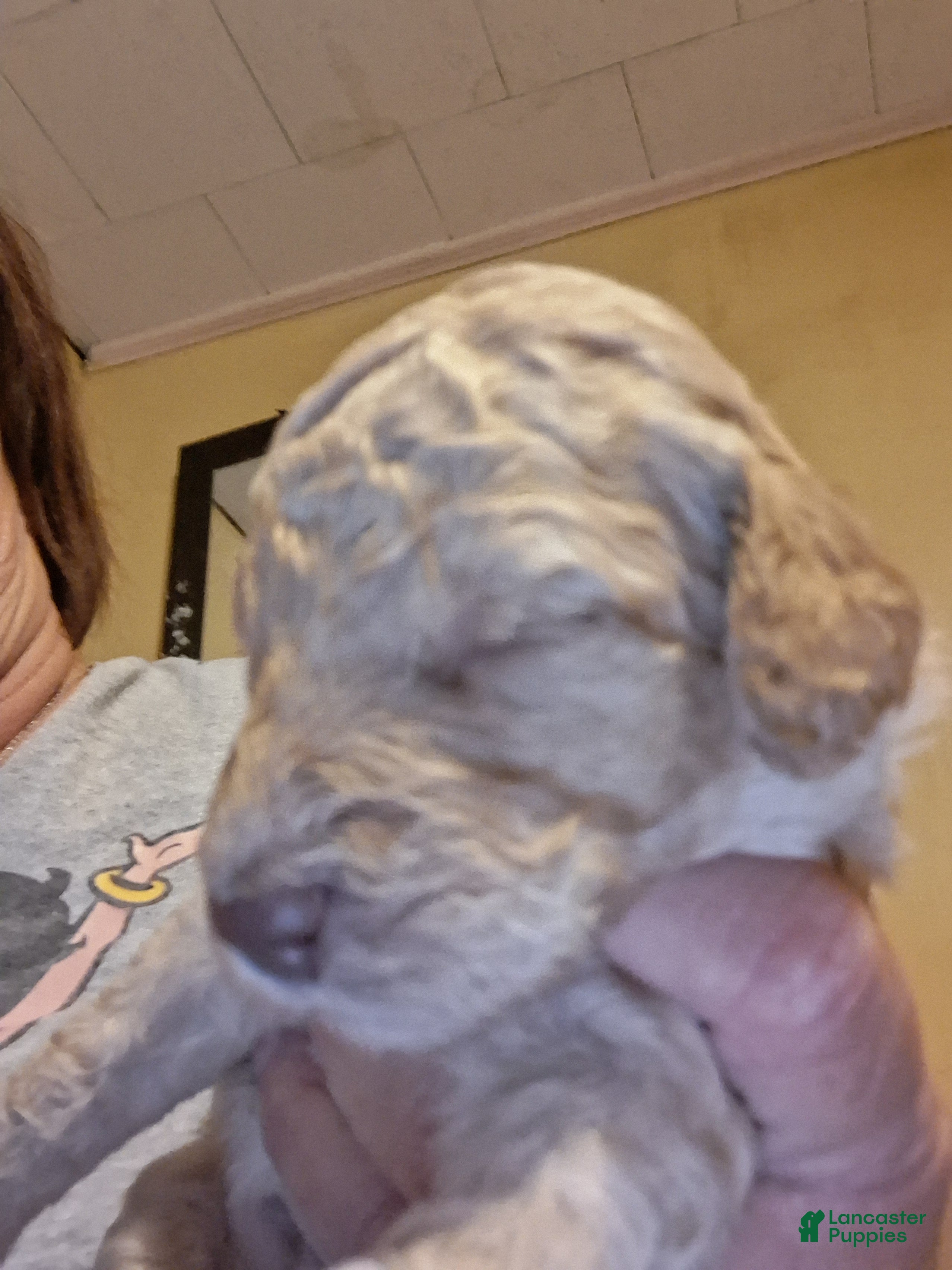 Standard Poodle dogs Standard Poodle 3 - Ad 32