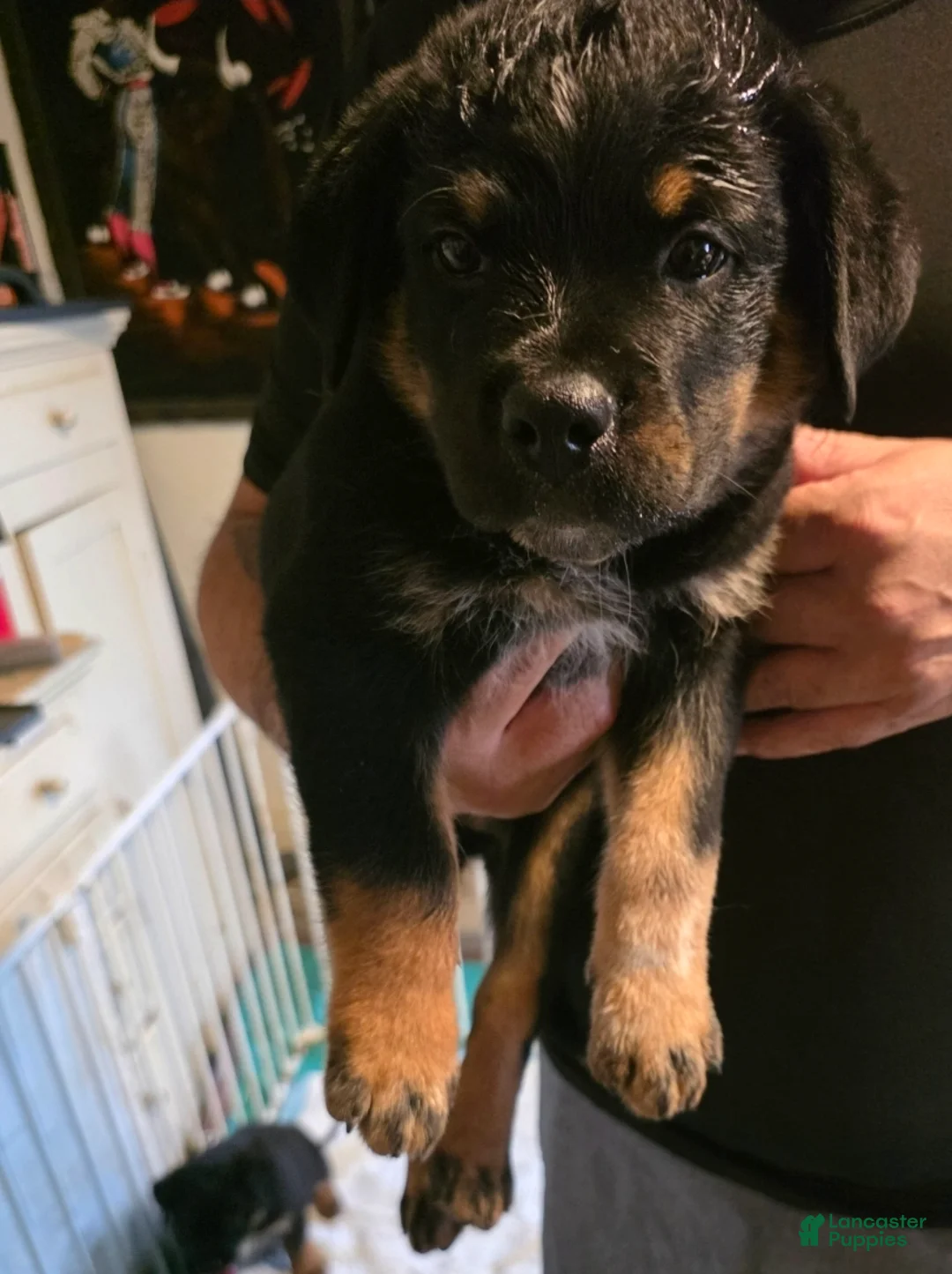 Mixed Breed dogs for sale: Mixed Breed 2 - Ad 1