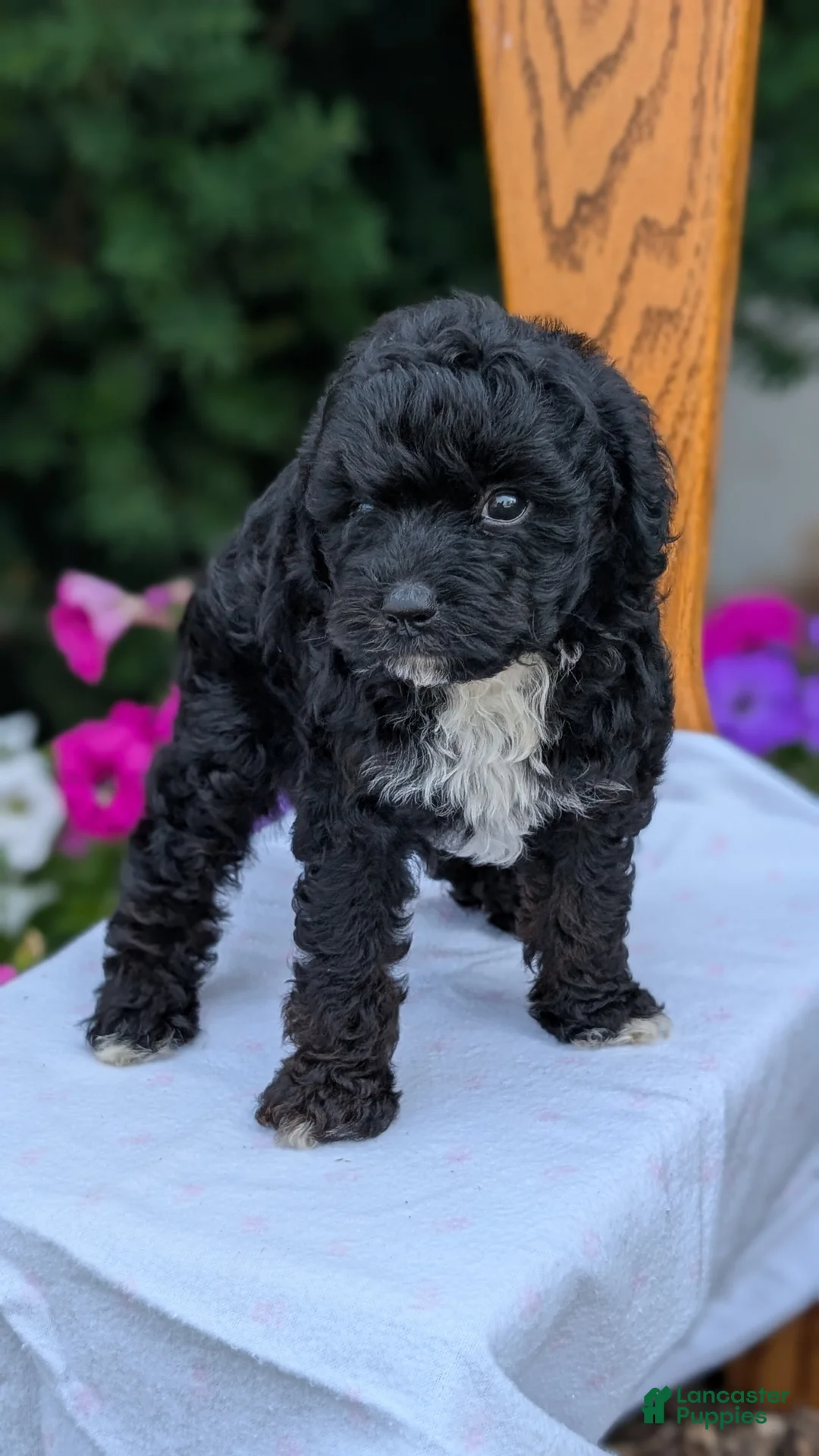 Maltipoo dogs for sale: Kylo - Ad 2