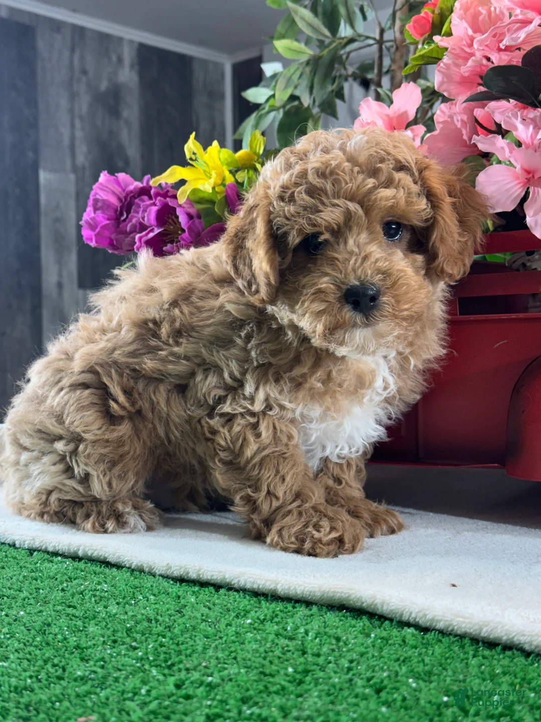 Toy Poodle dogs for sale:  Nacho - Ad 3