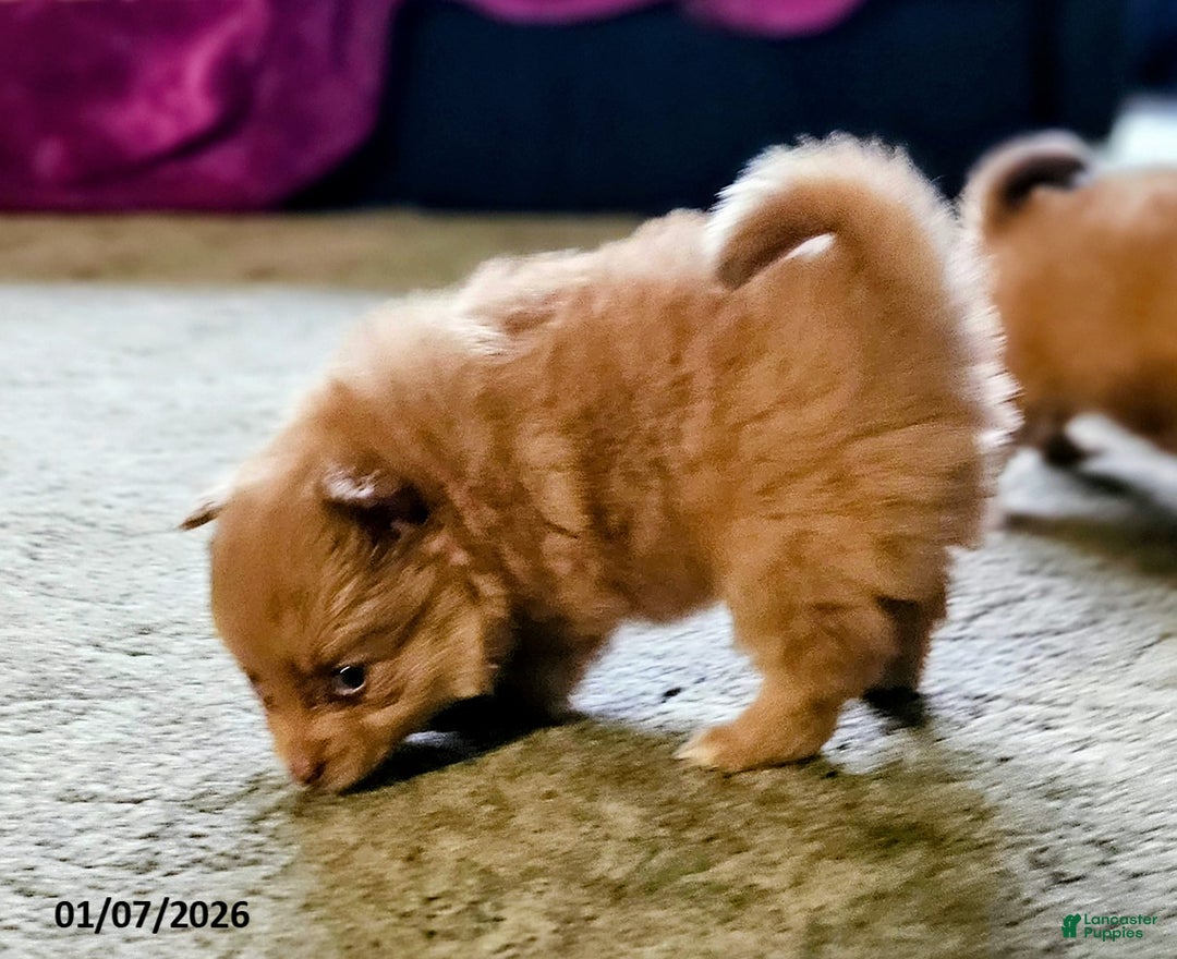 Pomeranian dogs for sale: Kiki - Ad 4