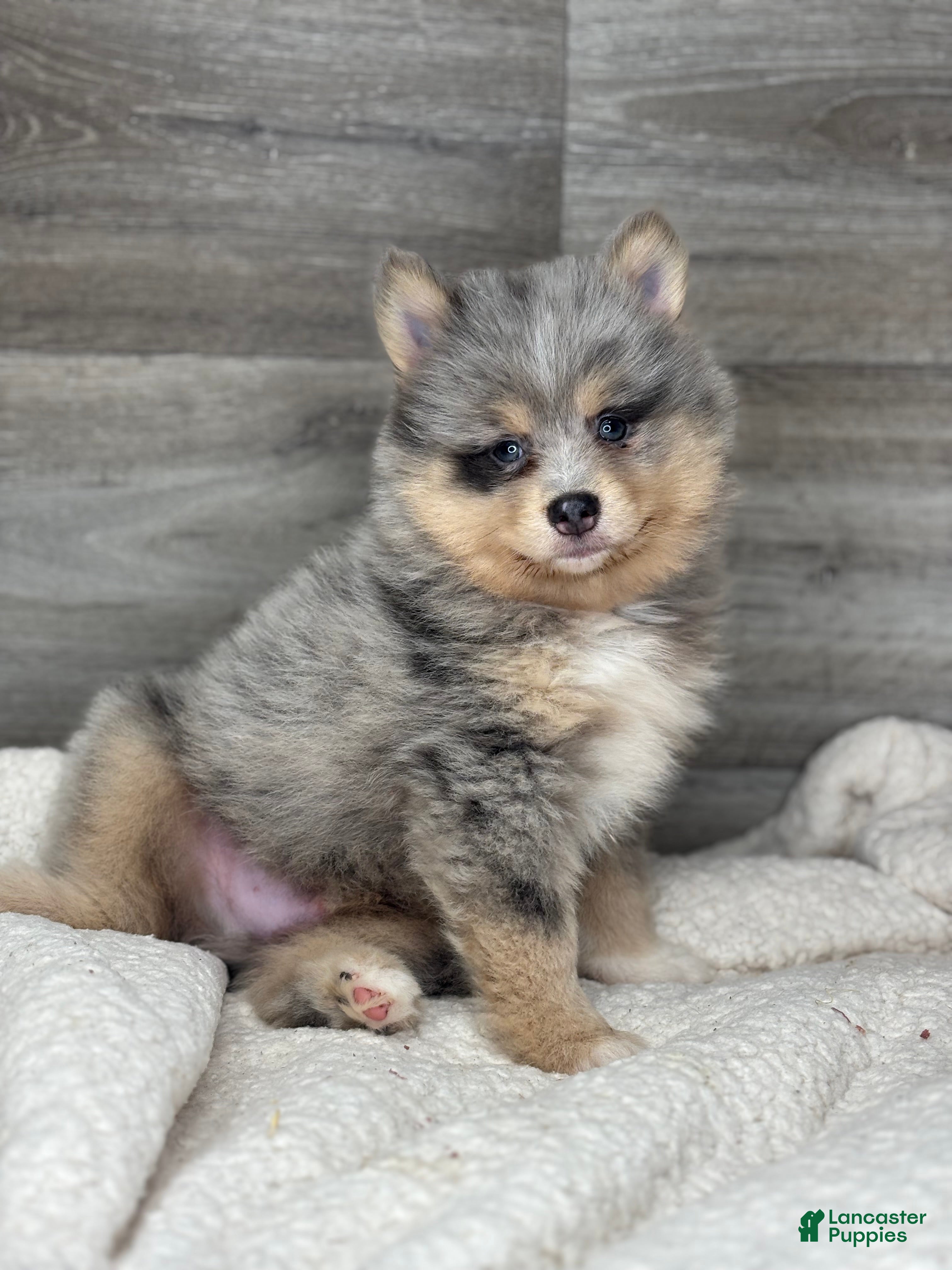 Pomsky dogs Patrick - Ad 1