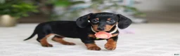 Miniature Dachshund dogs for sale: Chloe - Ad 2