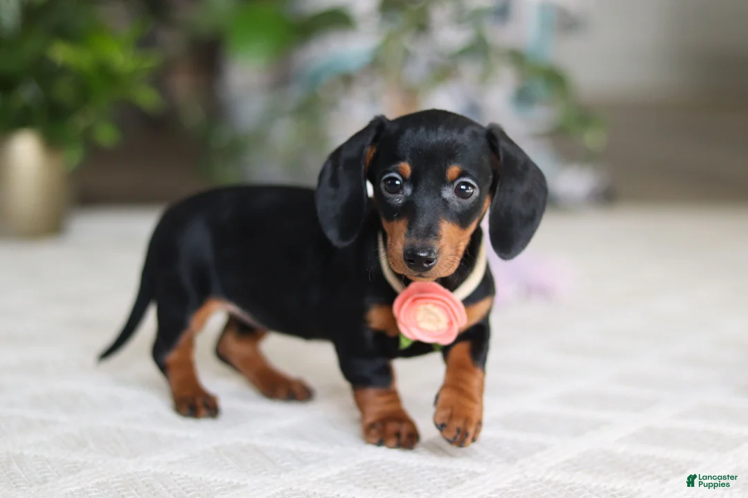 Miniature Dachshund dogs for sale: Chloe - Ad 2