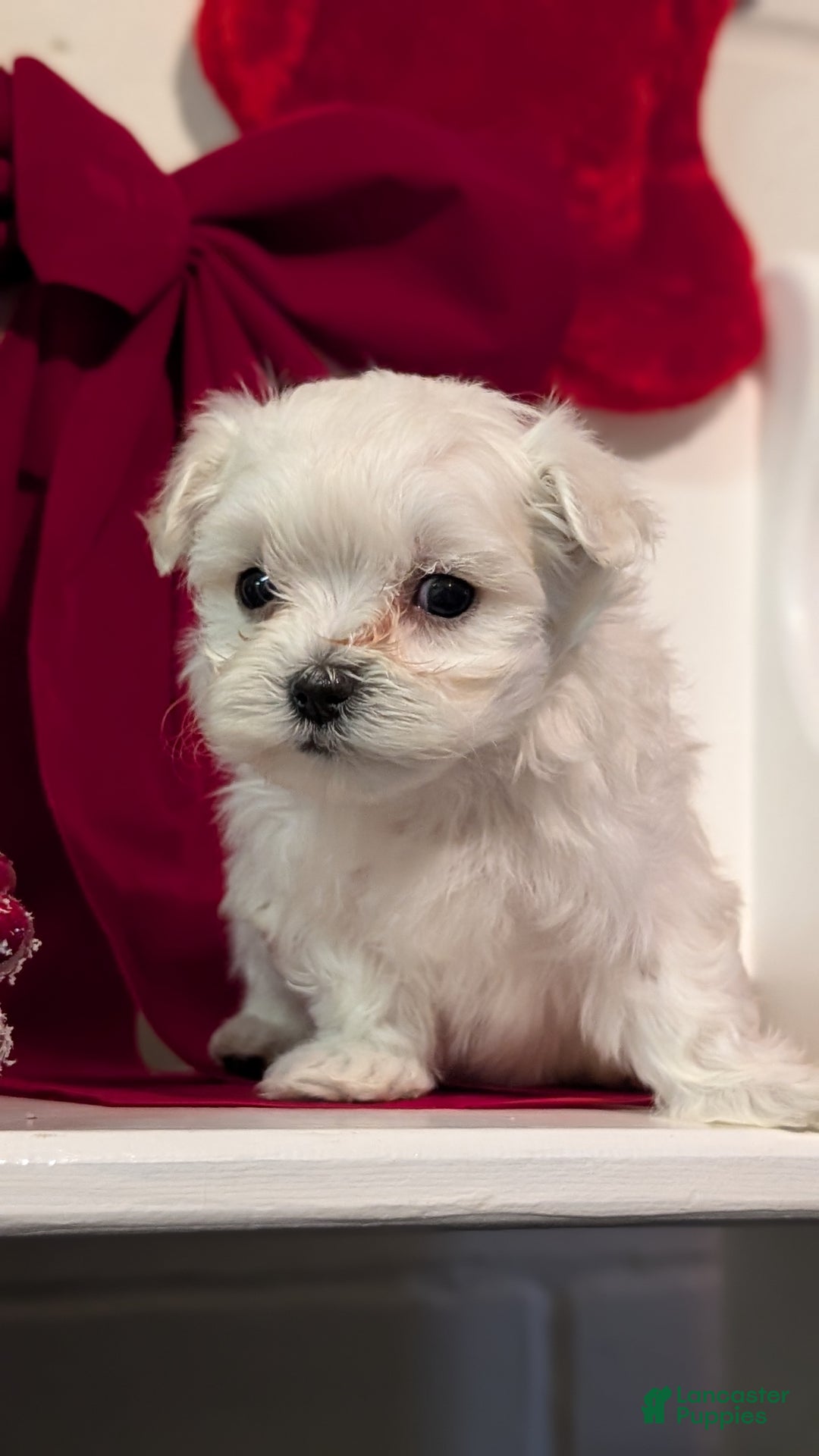 Maltese dogs for sale: Koko - Ad 11