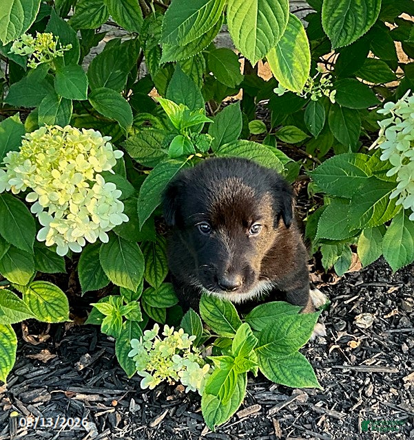Mixed Breed dogs Lindsay - Ad 2
