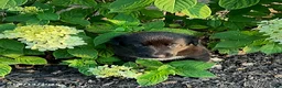 Mixed Breed dogs for sale: Lindsay - Ad 2