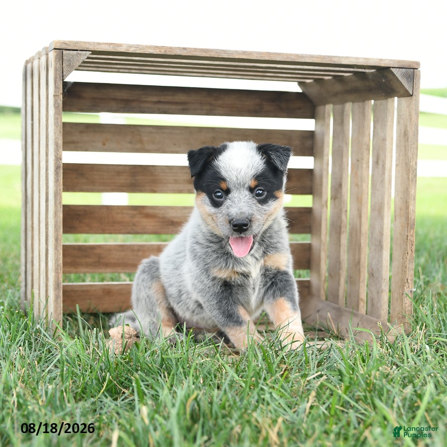Australian Cattle Dog dogs Buddy - Ad 1