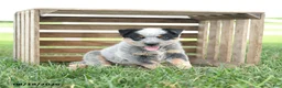 Australian Cattle Dog dogs for sale: Buddy - Ad 1