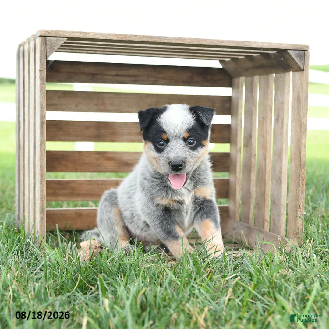 Australian Cattle Dog dogs for sale: Buddy - Ad 1