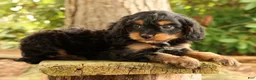 Cavapoo dogs for sale: Stanley - Ad 10