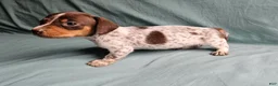 Miniature Dachshund dogs for sale: Carmen  - Ad 3