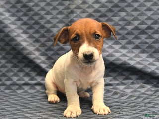 Jack Russell Terrier dogs - Ad 22