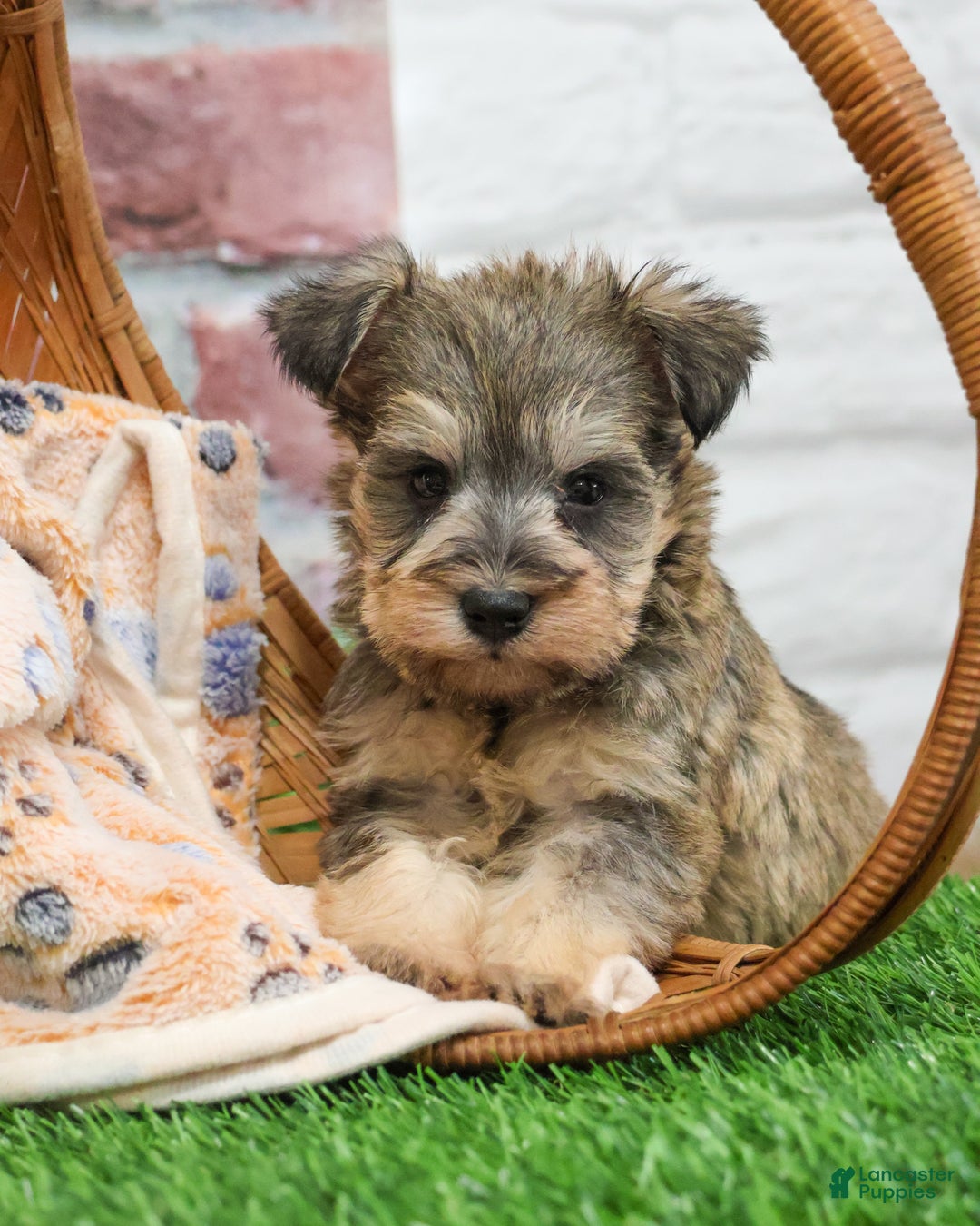 Miniature Schnauzer dogs for sale: Thor - Ad 6