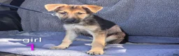 German Shepherd dogs for sale: German Shepherd 5 - Ad 3