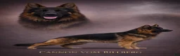 German Shepherd dogs for sale: Abby  - Ad 9