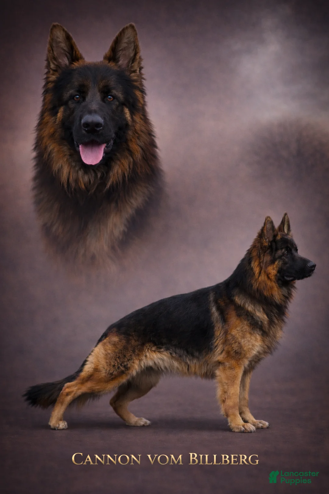 German Shepherd dogs for sale: Abby  - Ad 9