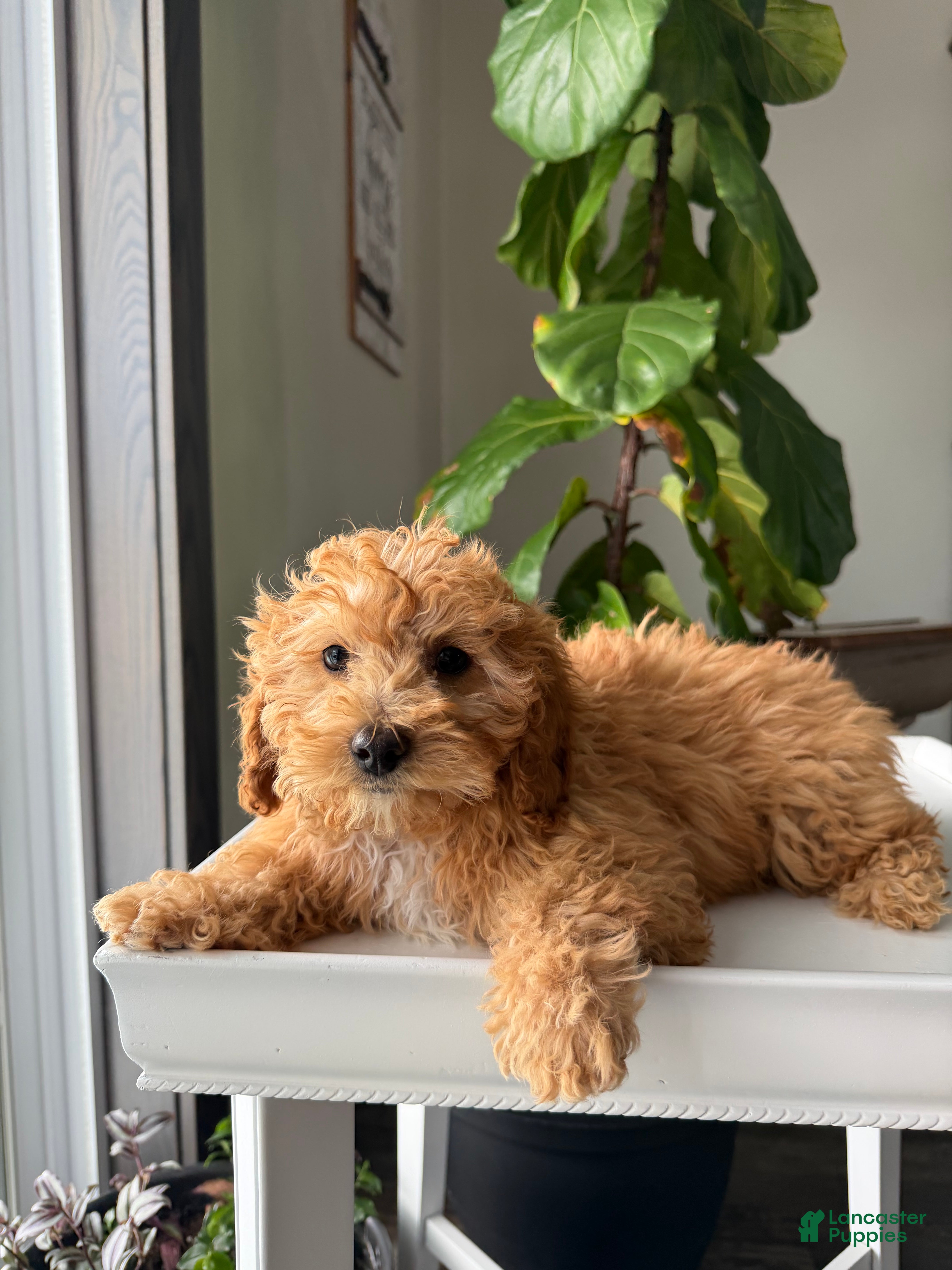 Cavapoo dogs Oscar - Ad 2