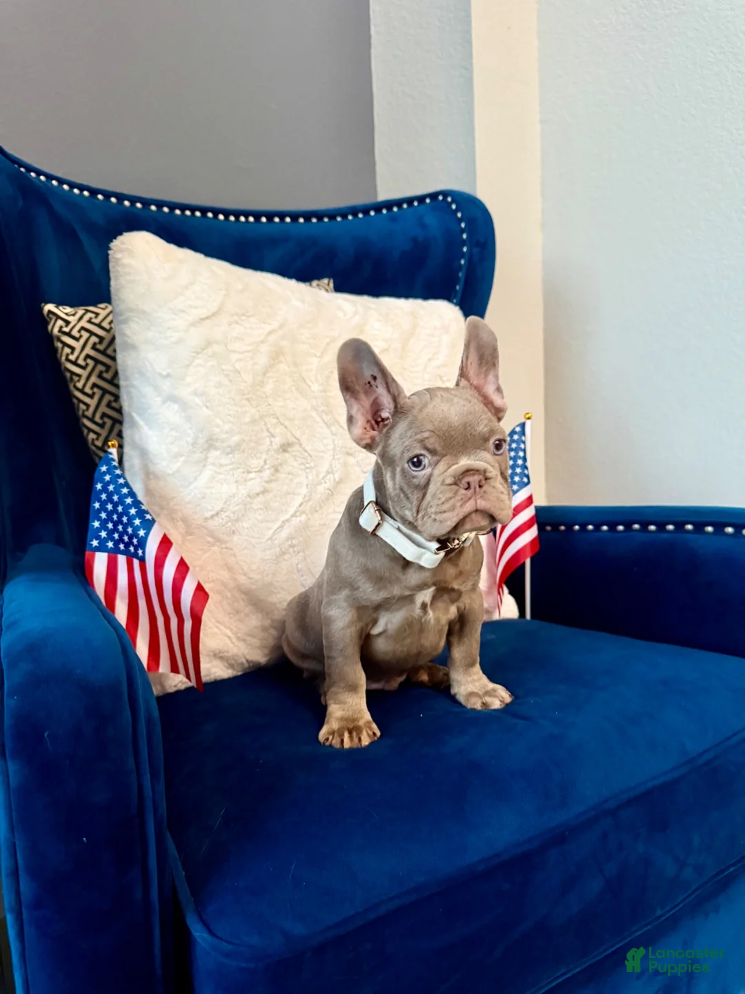 French Bulldog dogs for sale: French Bulldog 3 - Ad 4