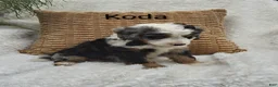 Mini Bernedoodle dogs for sale: Koda  Blue eyes 😷🤣😂😇 - Ad 2