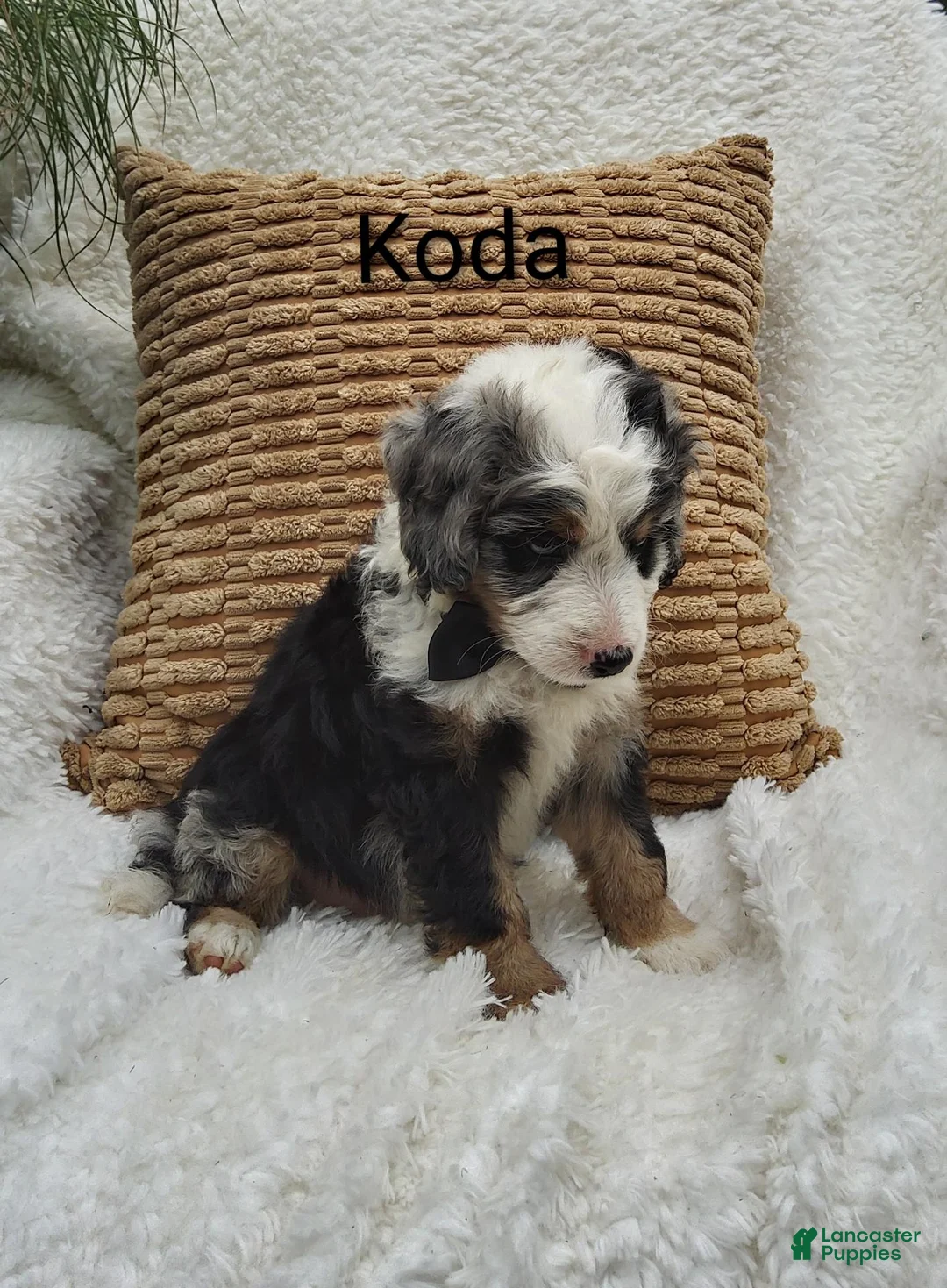 Mini Bernedoodle dogs for sale: Koda  Blue eyes 😷🤣😂😇 - Ad 2