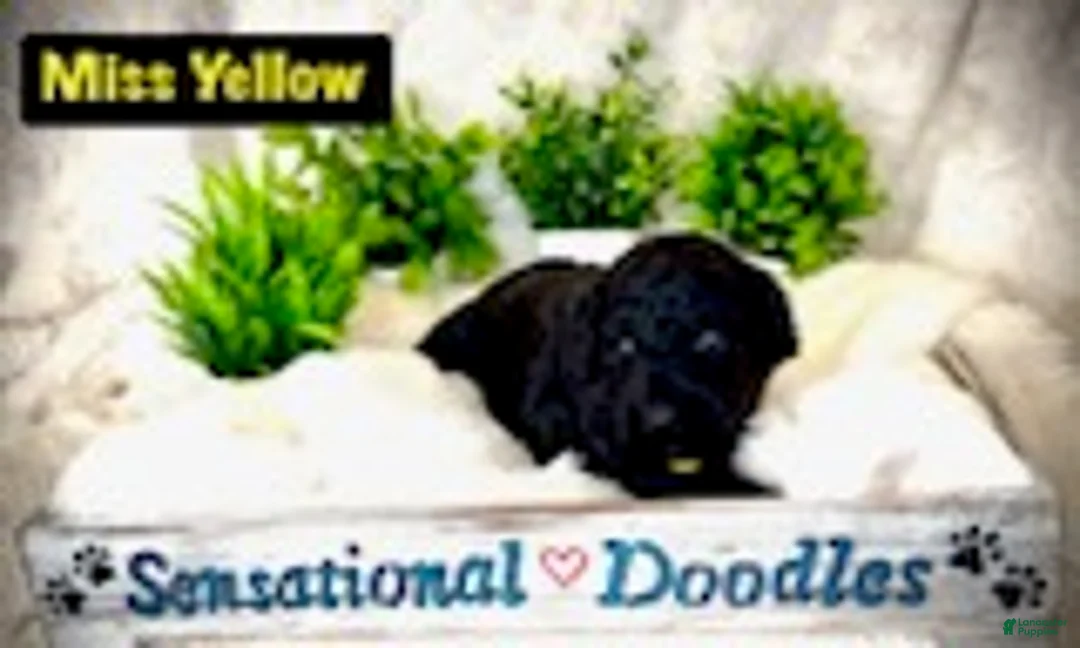 Goldendoodle dogs for sale: Miss Yellow - Ad 2