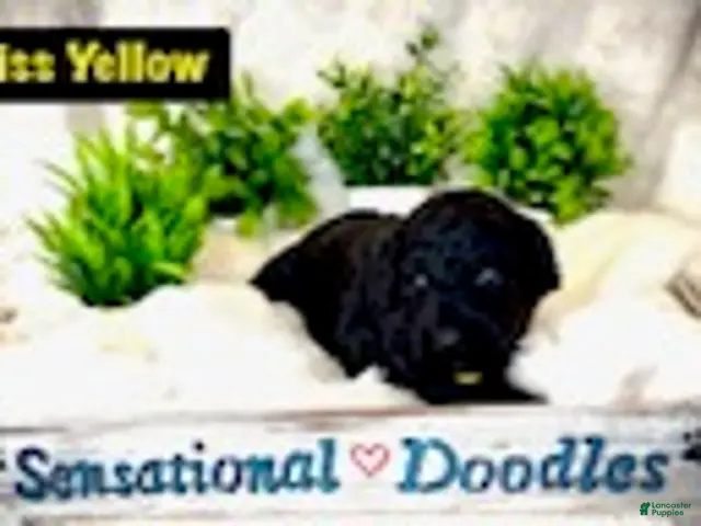 Goldendoodle dogs for sale: Miss Yellow - Ad 2