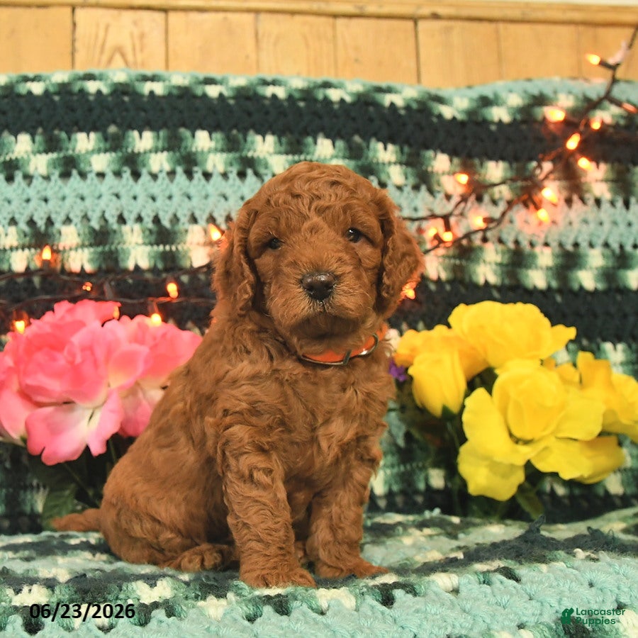 Mini Goldendoodle dogs Professor - Ad 1