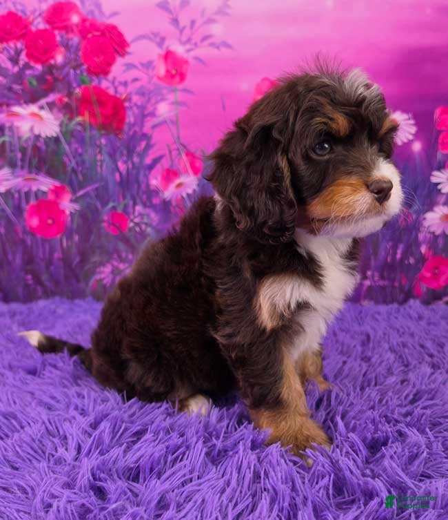 Mini Bernedoodle dogs Pepsi - Ad 2