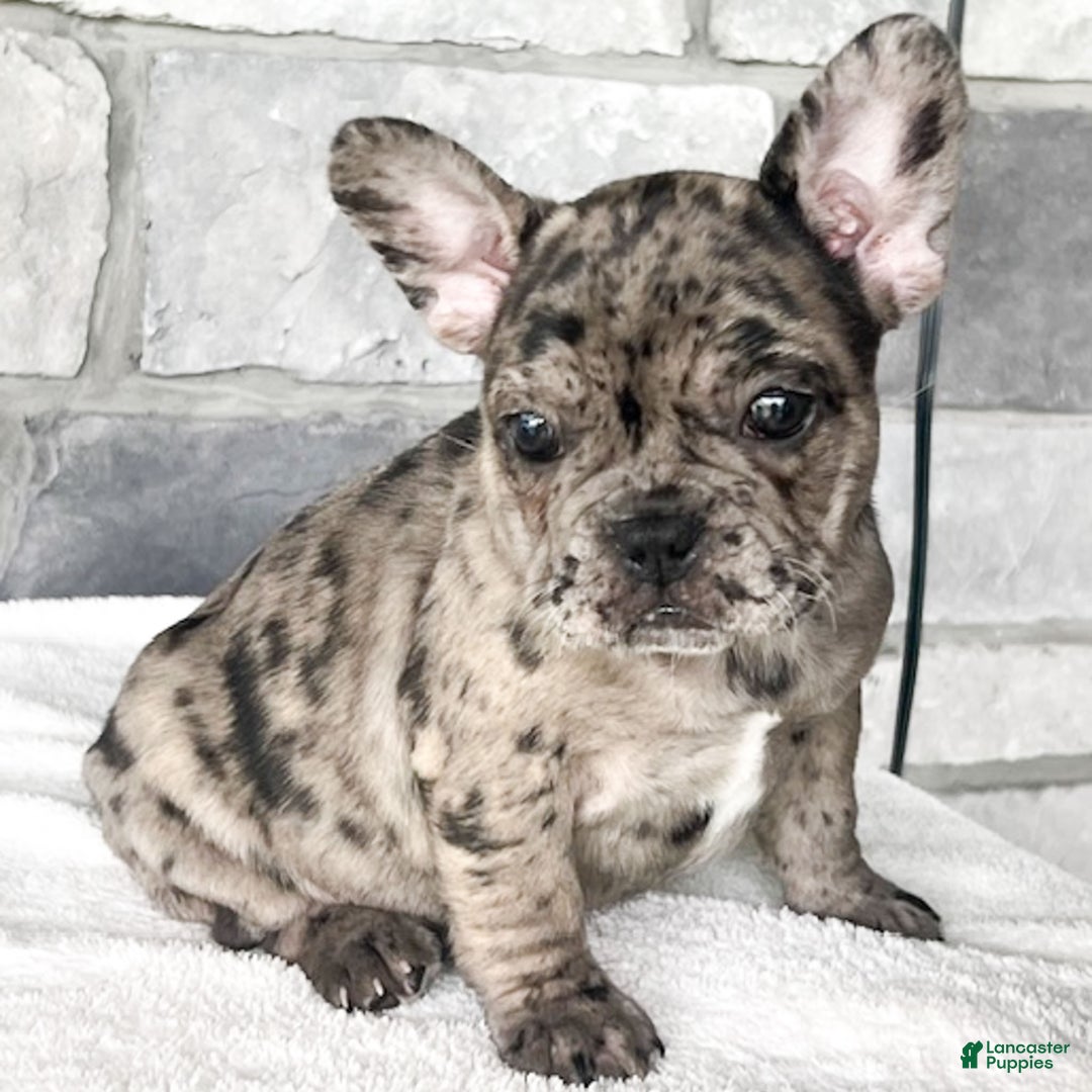 French Bulldog dogs for sale: Olympia - Ad 7
