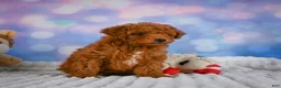 Mini Goldendoodle dogs for sale: Violet - Ad 4