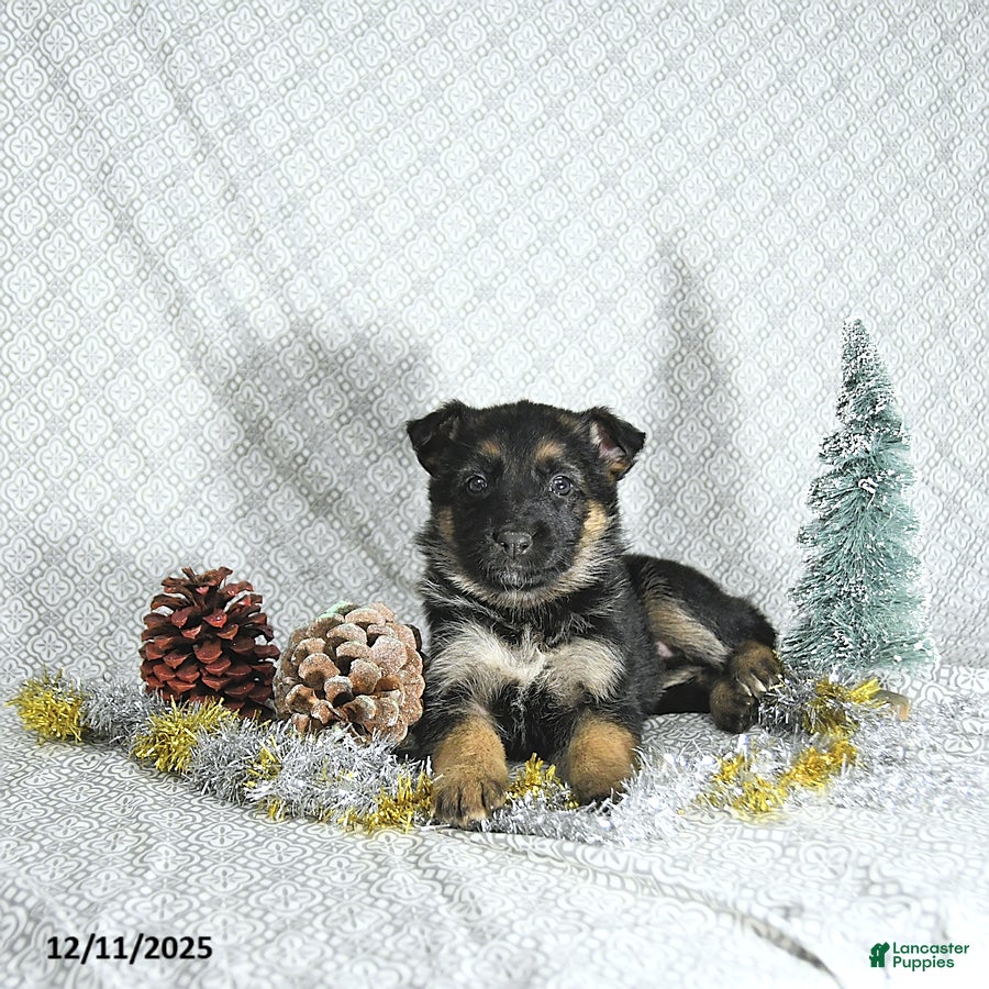 German Shepherd dogs Bella   - Ad 41