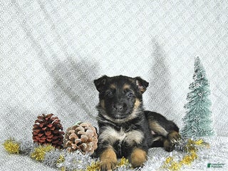 German Shepherd dogs Bella - Ad 23