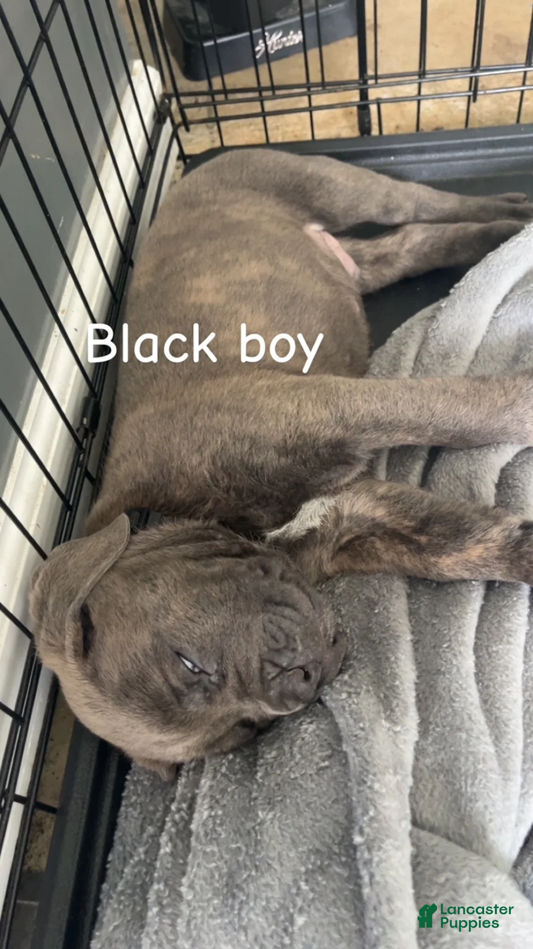 Cane Corso dogs for sale: Cane Corso Puppy 2 - Black Boy - Ad 1