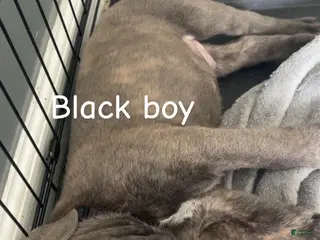 Cane Corso dogs for sale: Cane Corso Puppy 2 - Black Boy - Ad 2