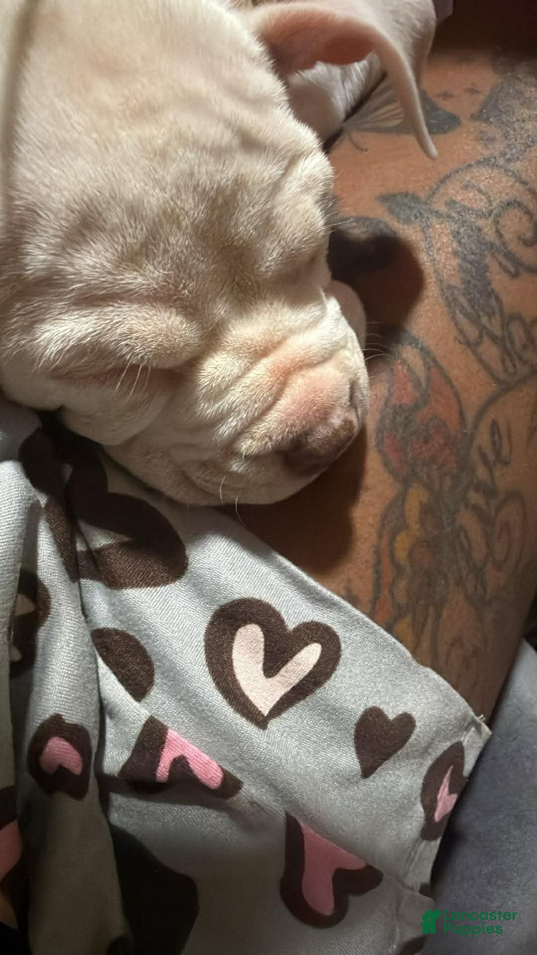 American Bully dogs Snoh - Ad 2