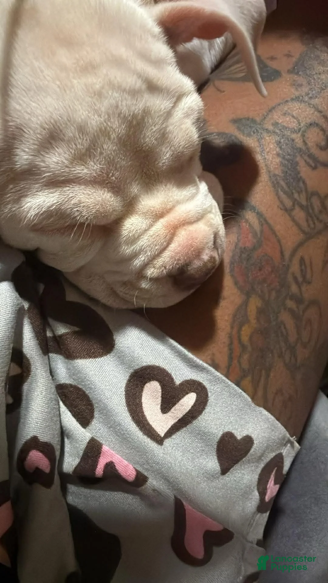 American Bully dogs for sale: Snoh - Ad 2