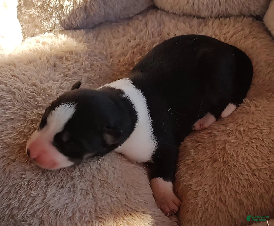 Siberian Husky dogs for sale: Siberian Husky Puppy 4 - Ad 2