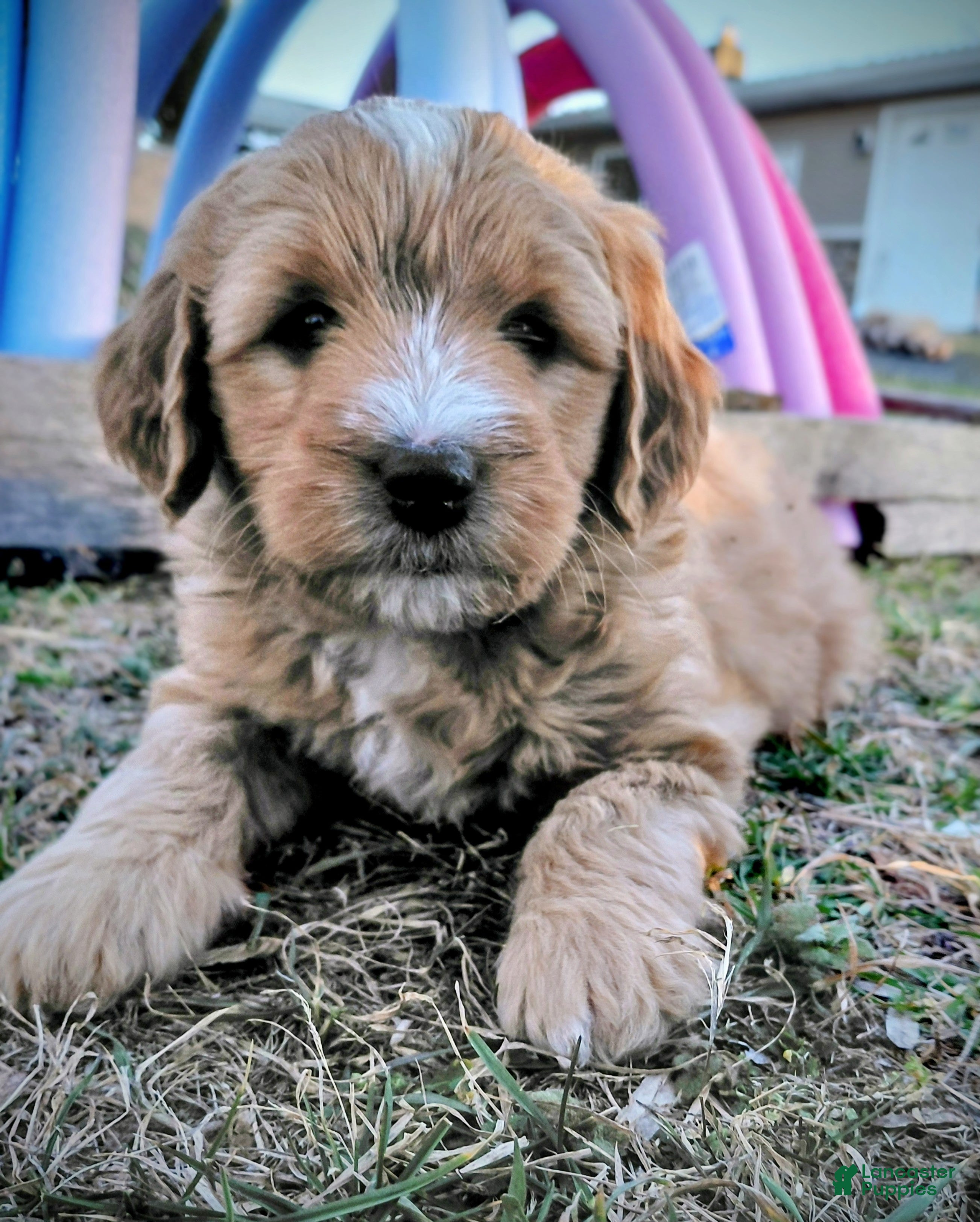 Mini Goldendoodle dogs Mini Goldendoodle (Max) - Ad 2