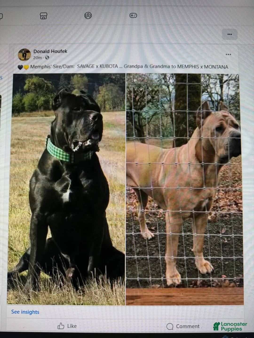 Mixed Breed dogs for sale: Mixed Breed Puppy 2 - Ad 20