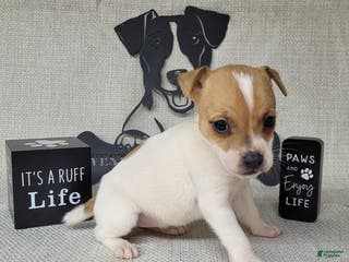 Jack Russell Terrier dogs Westfork's TESSA - Ad 5