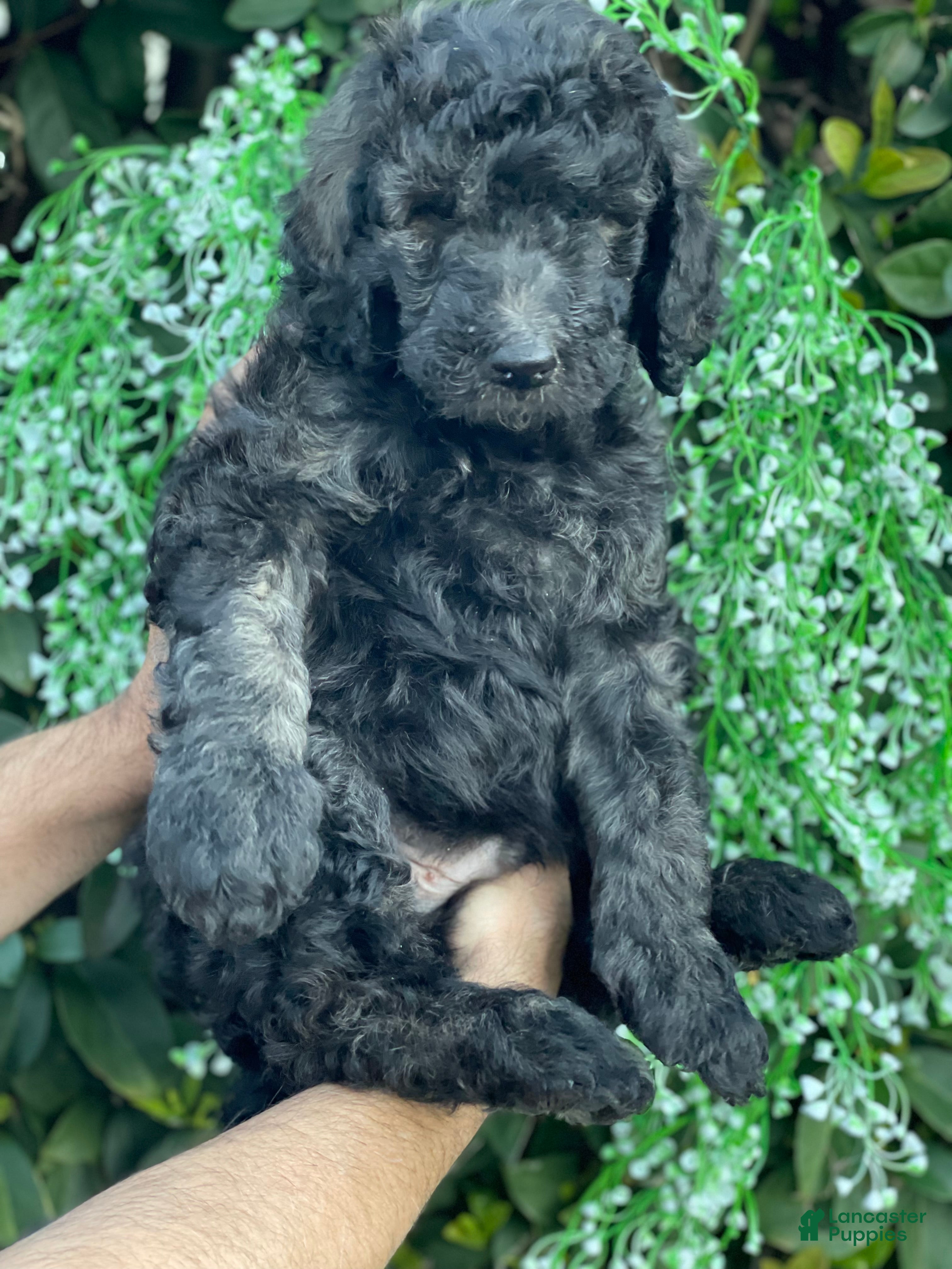 Goldendoodle dogs Max  - Ad 12