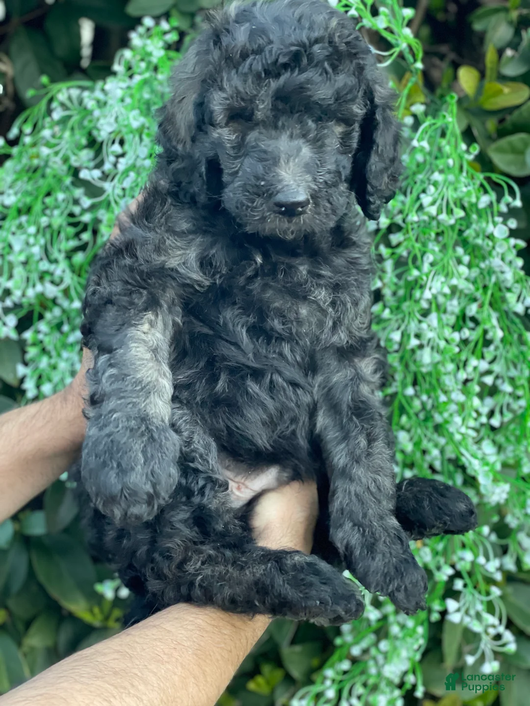 Goldendoodle dogs for sale: Max  - Ad 1