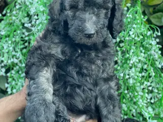 Goldendoodle dogs Max - Ad 12