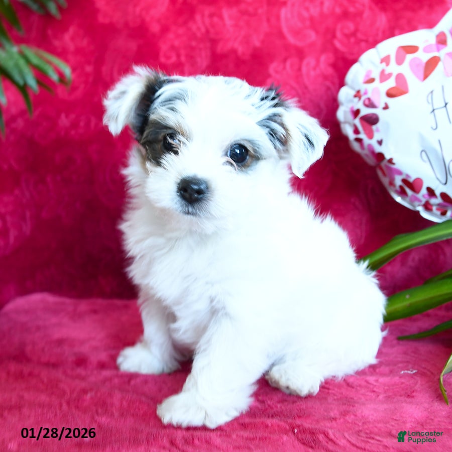 Yorkshire Terrier dogs Snuggles   - Ad 3