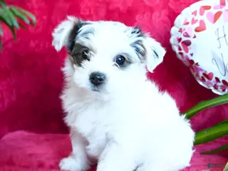 Yorkshire Terrier dogs Snuggles - Ad 3