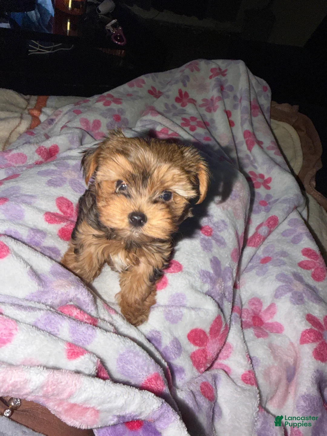 Yorkshire Terrier dogs for sale: Yorkshire Terrier 1 - Ad 1