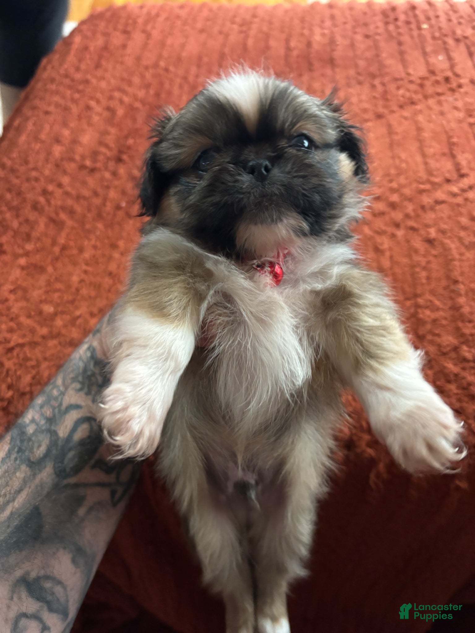 Pekingese dogs Pekingese Puppy 2 - Ad 3