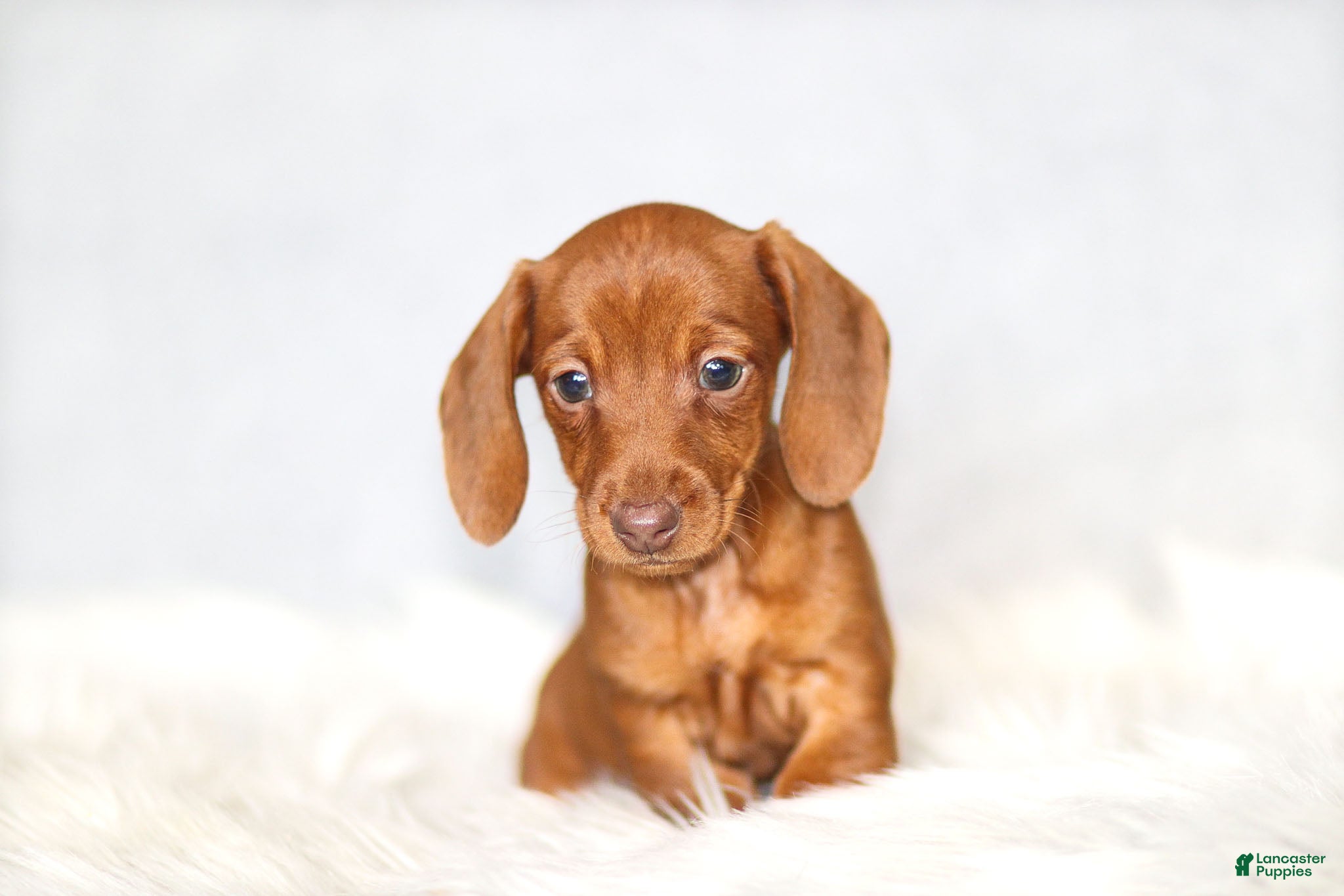Miniature Dachshund dogs Clara - Ad 26